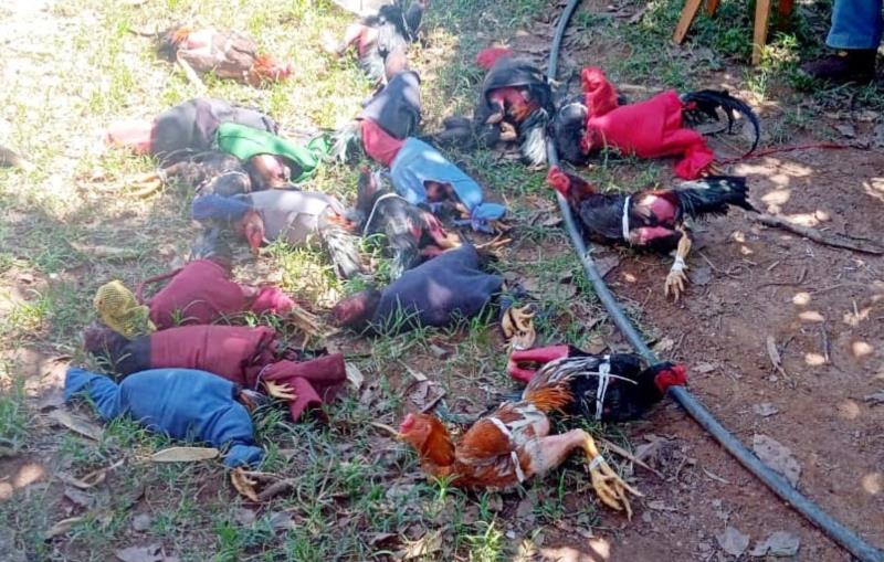 Médico veterinário está entre os envolvidos em rinha de galo em Passos 