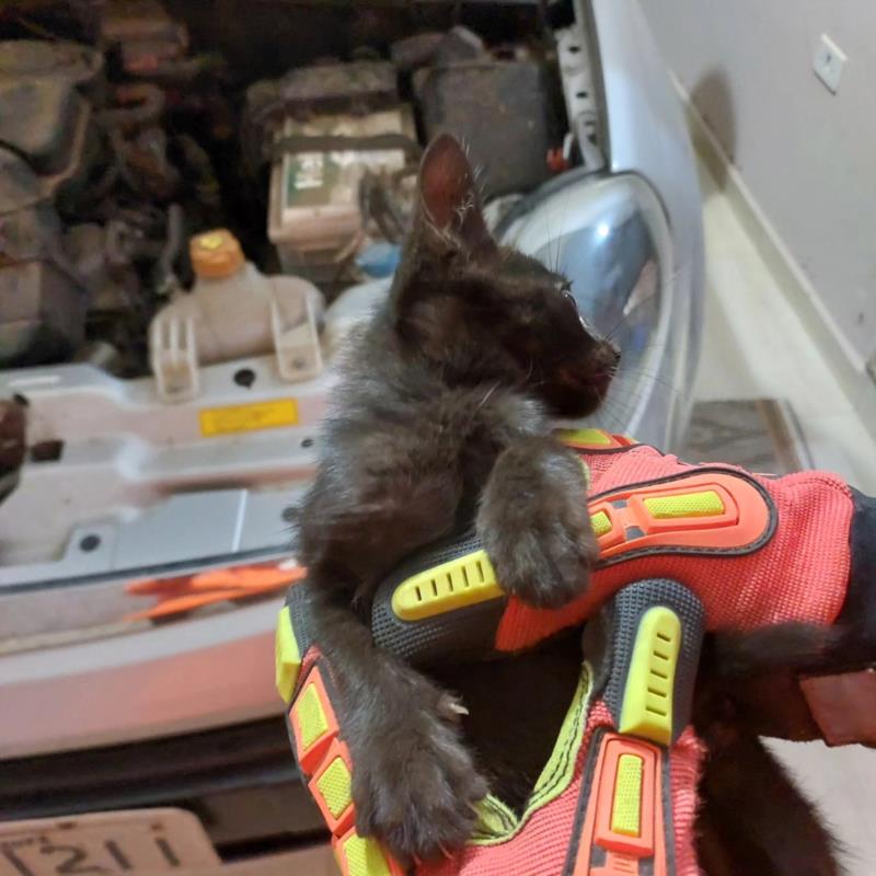 Bombeiros resgatam gatinho "arteiro" que ficou preso em motor de carro em Guaxupé 