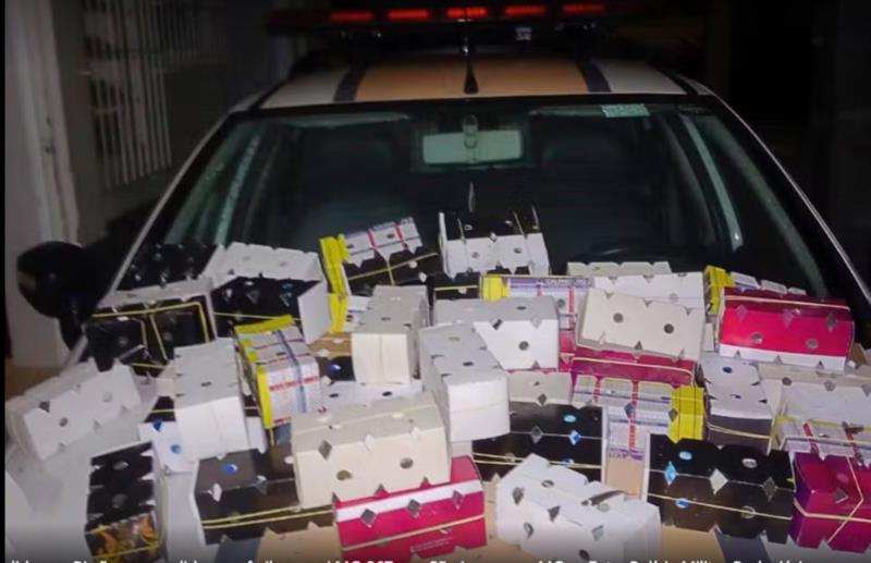 Aves silvestres adquiridas em Alfenas e acondicionadas em caixas de papelão seriam comercializadas no Rio de Janeiro 
