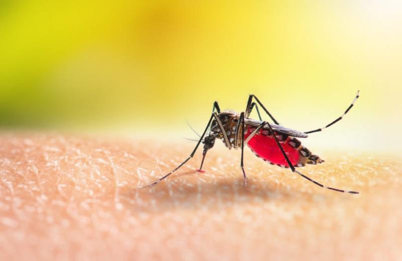 Região supera 2 mil casos de dengue e tem morte suspeita 