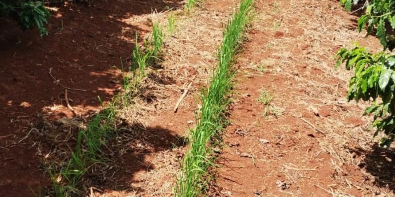 Consórcio de café e arroz é testado em Guaxupé e outras cidades do Sul de Minas 
