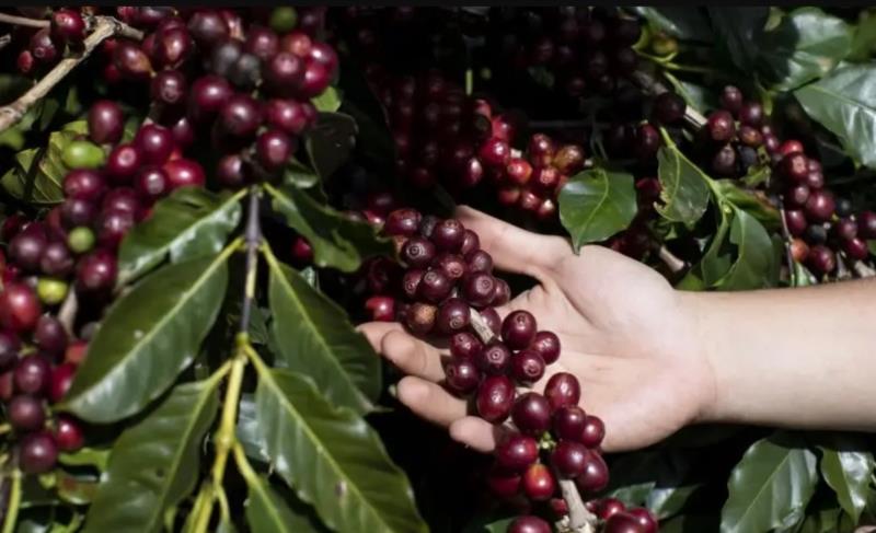 Sebrae Minas apoia projeto para reestruturar a governança da cafeicultura do Sudoeste