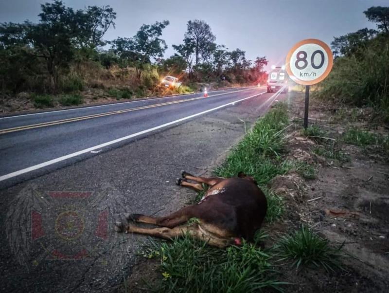 Mais um acidente envolvendo animais na rodovia MGC-491 deixa guaranesianos feridos 