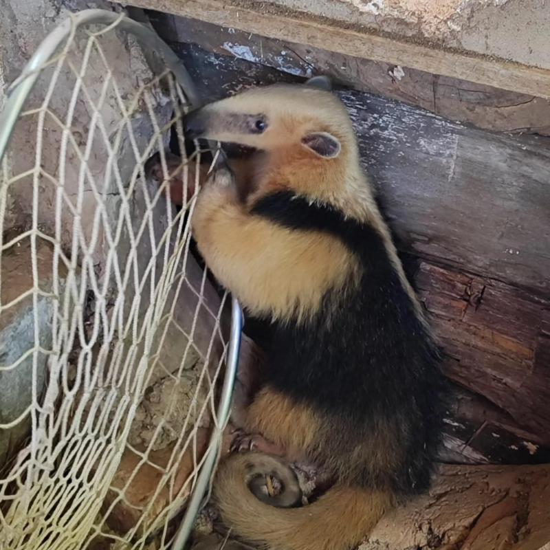Tamanduá-mirim é resgatado pelos Bombeiros em galpão na Nova Floresta, em Guaxupé 