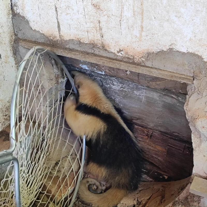 Tamanduá-mirim é resgatado pelos Bombeiros em galpão na Nova Floresta, em Guaxupé 