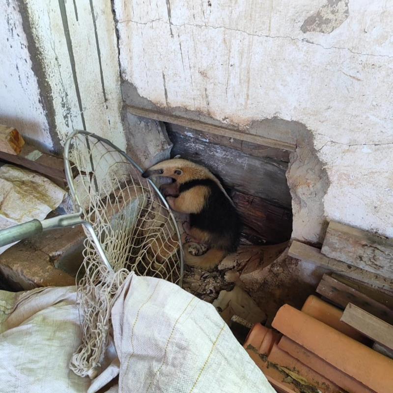 Tamanduá-mirim é resgatado pelos Bombeiros em galpão na Nova Floresta, em Guaxupé 