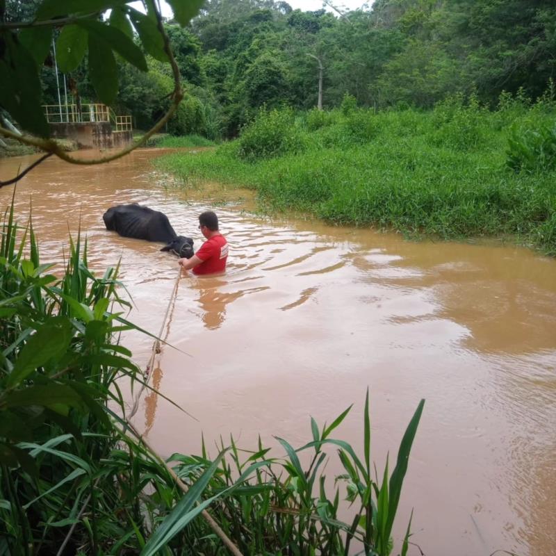 Vaca é resgatada do rio Guaxupé pelos Bombeiros 