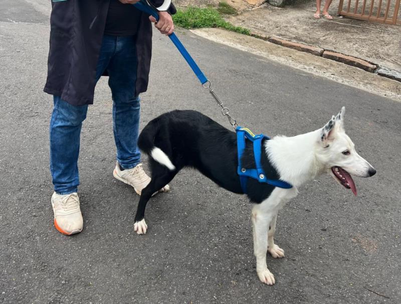 Mais um cão é resgatado por maus tratos no Sul de Minas 