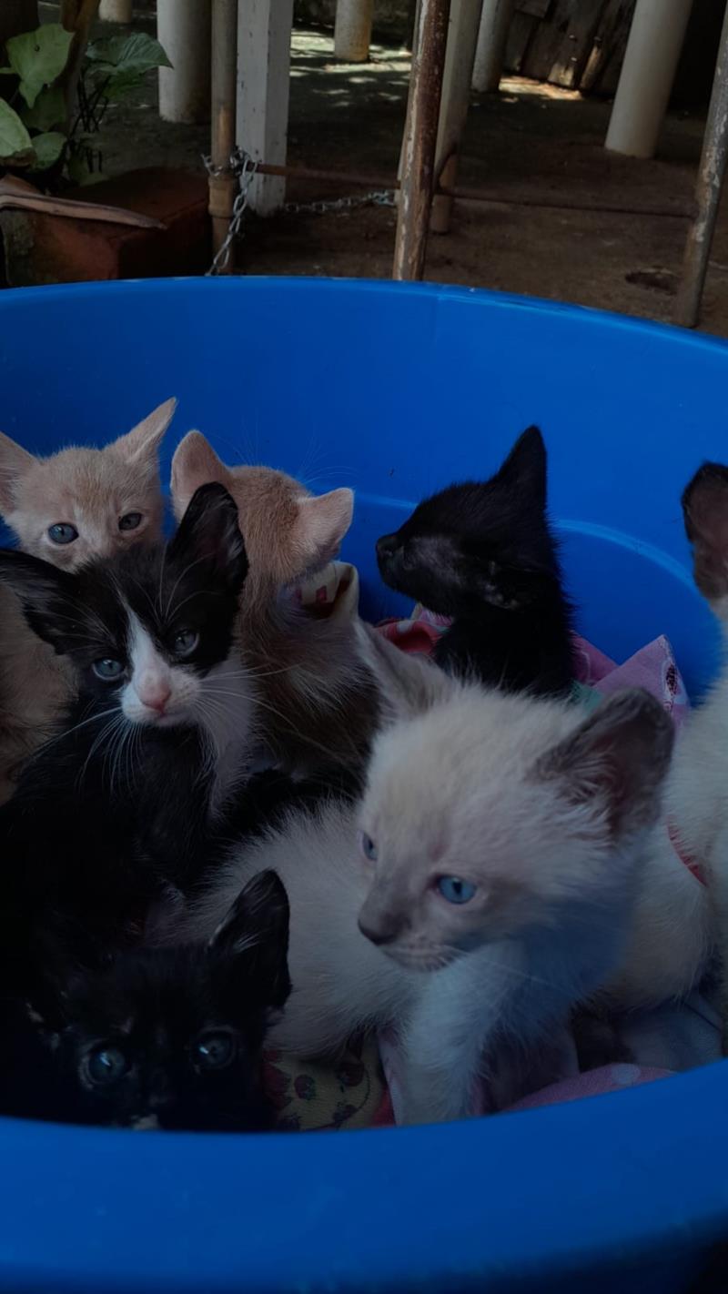 Doam-se lindos gatinhos 