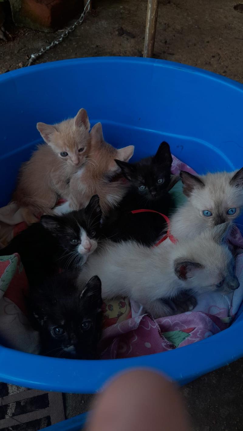 Doam-se lindos gatinhos 