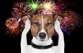 Fogos de Artifício: veterinária dá dicas para proteger cães e gatos no Réveillon