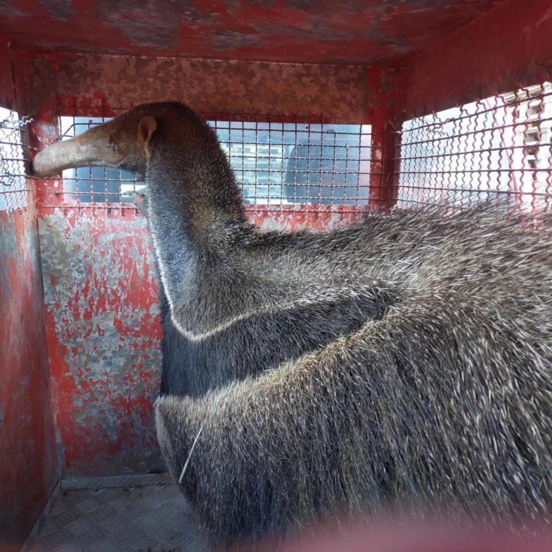 Tamanduá Bandeira é encontrado e resgatado no Complexo da Cooxupé no Japi  
