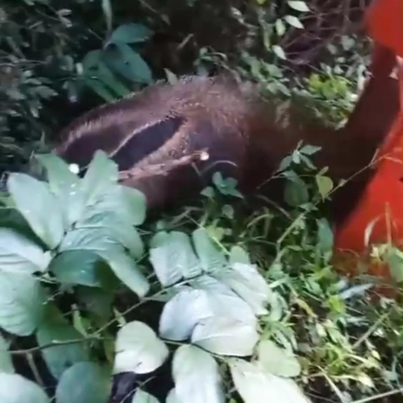 Tamanduá Bandeira é encontrado e resgatado no Complexo da Cooxupé no Japi  