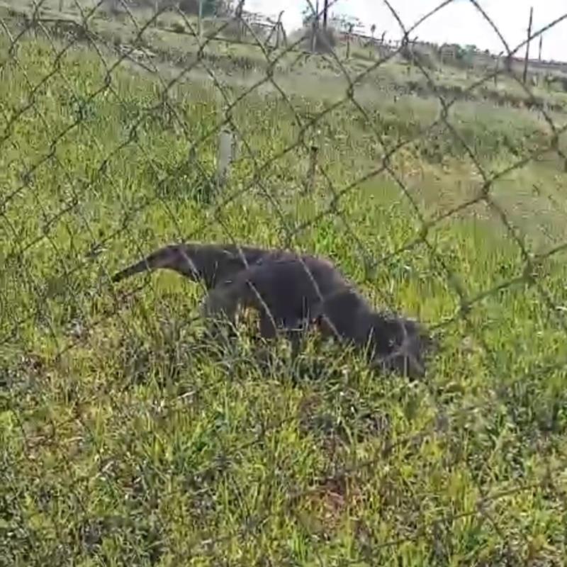 Tamanduá Bandeira é encontrado e resgatado no Complexo da Cooxupé no Japi  