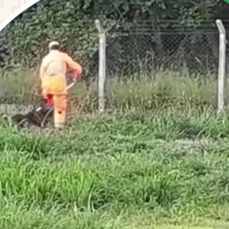 Tamanduá Bandeira é encontrado e resgatado no Complexo da Cooxupé no Japi  