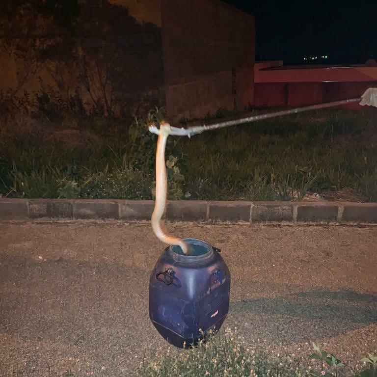 Mais uma Cascavel é capturada pelo Corpo de Bombeiros em Guaxupé